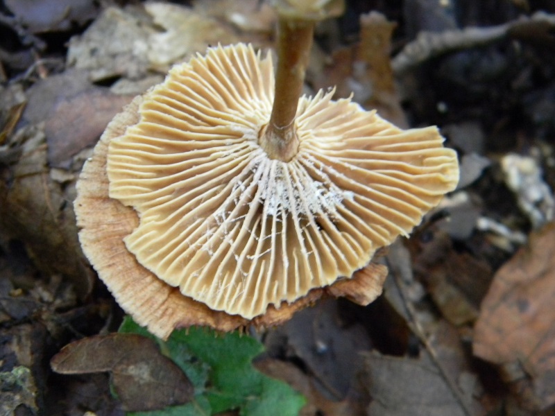 4) Fotogr. il 12.07.2013. sotto Quercia legnicolo.