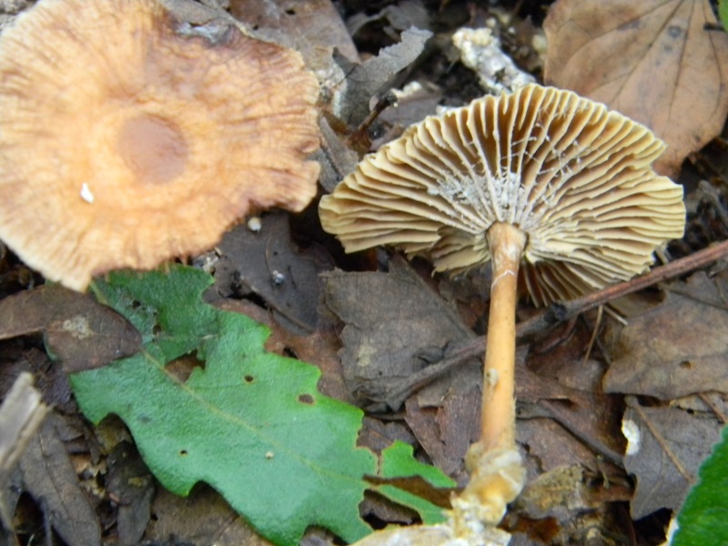 4) Fotogr. il 12.07.2013. sotto Quercia legnicolo.