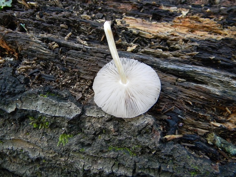 3) Fotogr. il 12.07.2013. sotto Quercia legnicolo