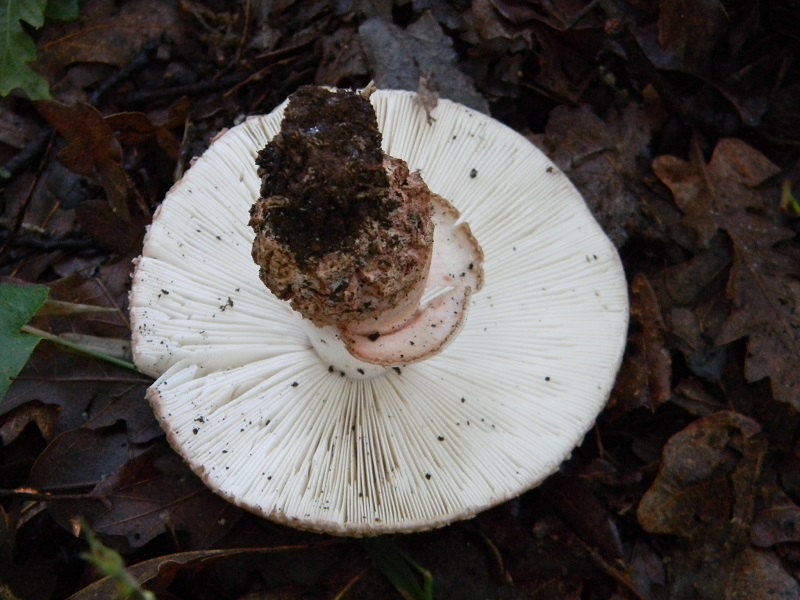 1) Fotogr. il 12.07.2013.sotto Cerro