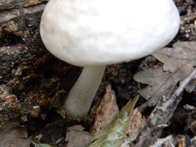 2) Fotogr. il 19.07.2013. sotto Quercia  legnicolo