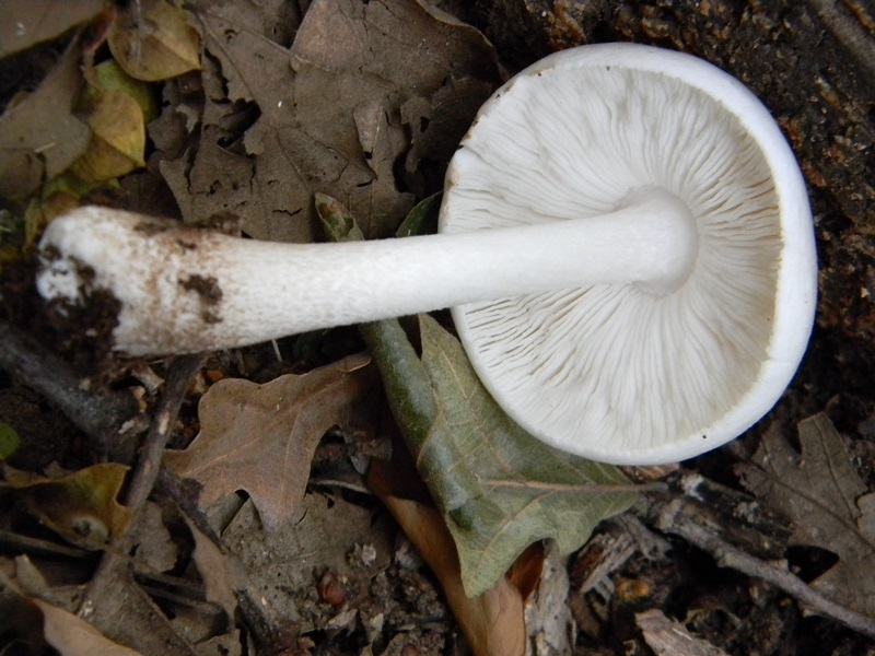 2) Fotogr. il 19.07.2013. sotto Quercia  legnicolo