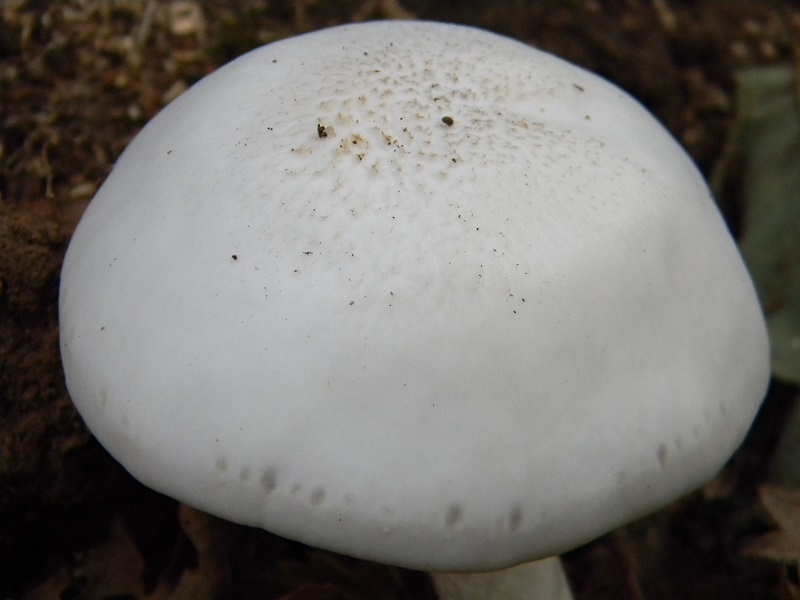 3) Fotogr. il 19.07.2013. sotto Quercia