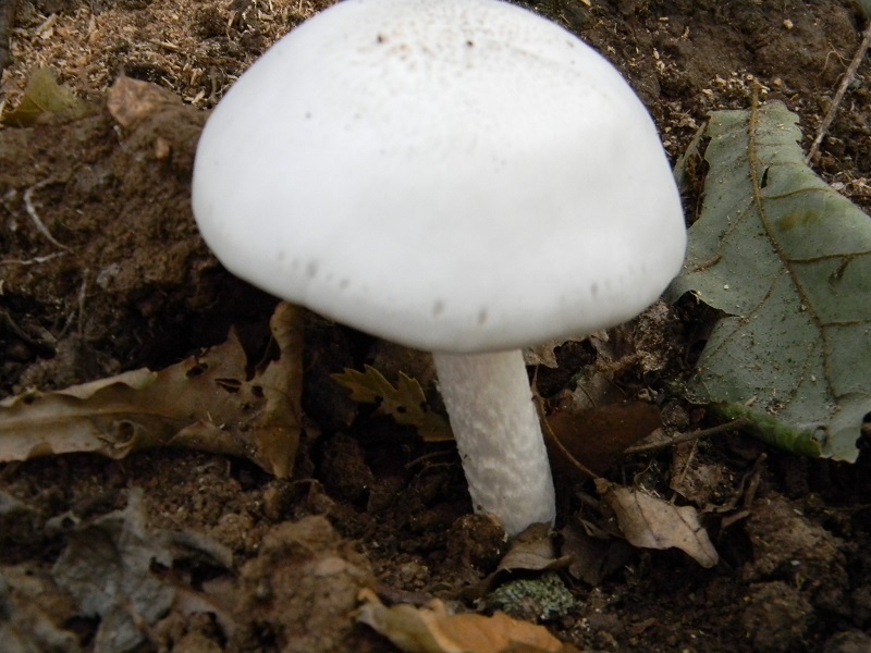 3) Fotogr. il 19.07.2013. sotto Quercia