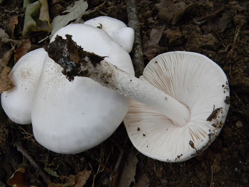 3) Fotogr. il 19.07.2013. sotto Quercia