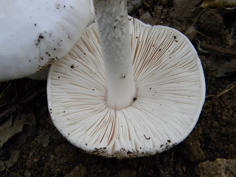 3) Fotogr. il 19.07.2013. sotto Quercia