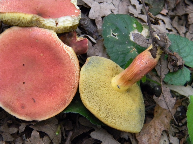 9) Fotogr. il 19.07.2013. sotto Quercia