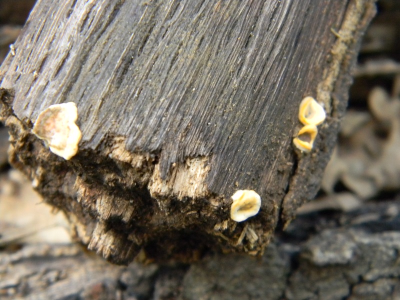 5) Fotogr. il 19.07.2013. sotto Quercia legnicolo