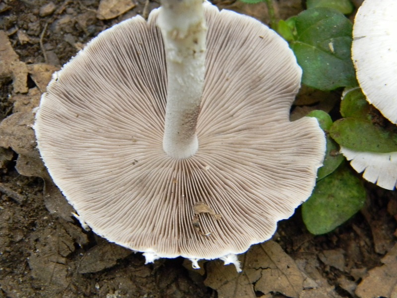 6) Fotogr. il 19.07.2013. sotto Quercia