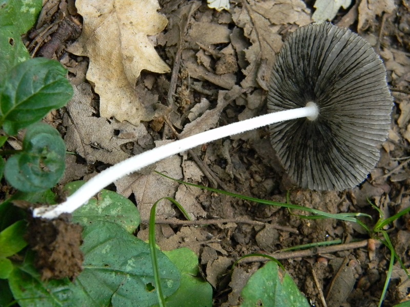 13) Fotogr. il 19.07.2013. sotto Quercia