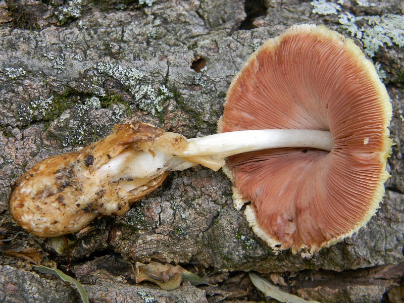 14) Fotogr) il 19.07.2013. sotto Quercia legnicolo