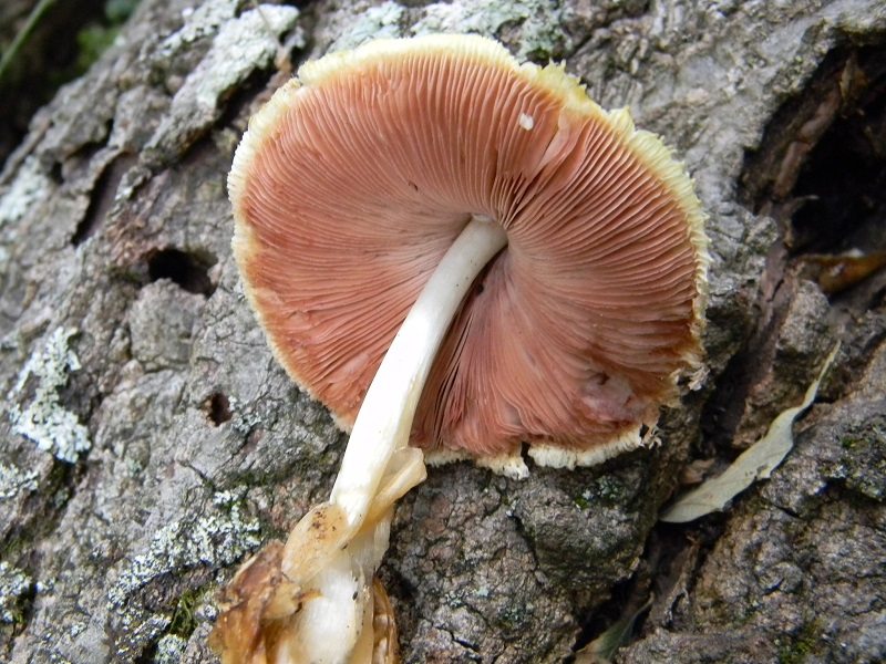 14) Fotogr) il 19.07.2013. sotto Quercia legnicolo