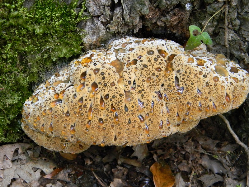 15) Fotogr. il 19.07.2013. sotto Quercia