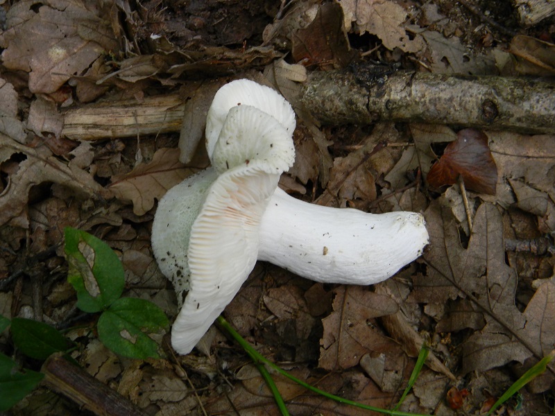 8) Fotogr. il 19.07.2013. sotto Quercia