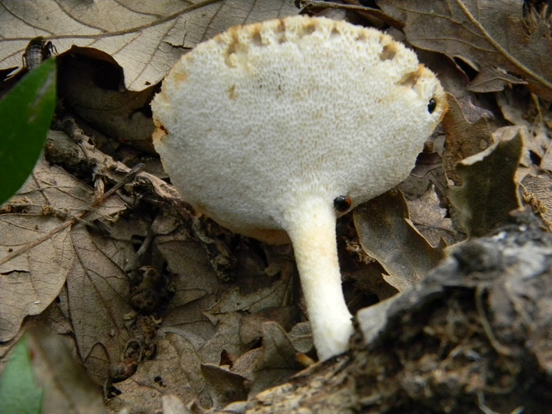 10) Fotogr. il 19.07.2013. sotto Queercia legnicolo