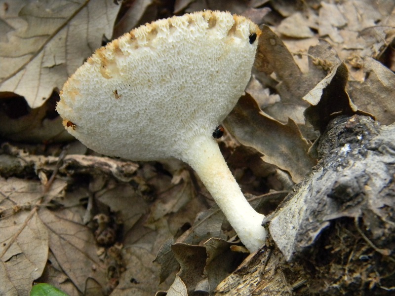 10) Fotogr. il 19.07.2013. sotto Queercia legnicolo