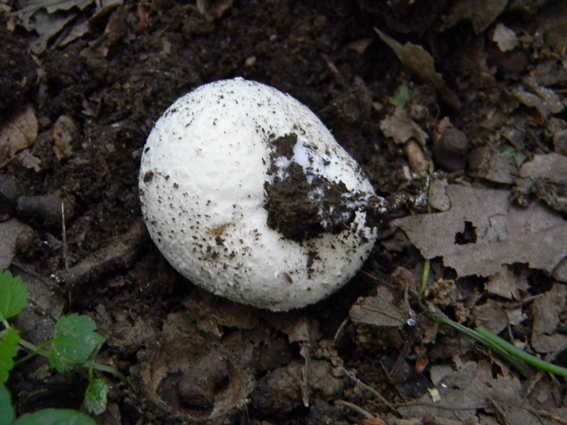 4) Fotogr. il 19.07.2013. sotto Quercia