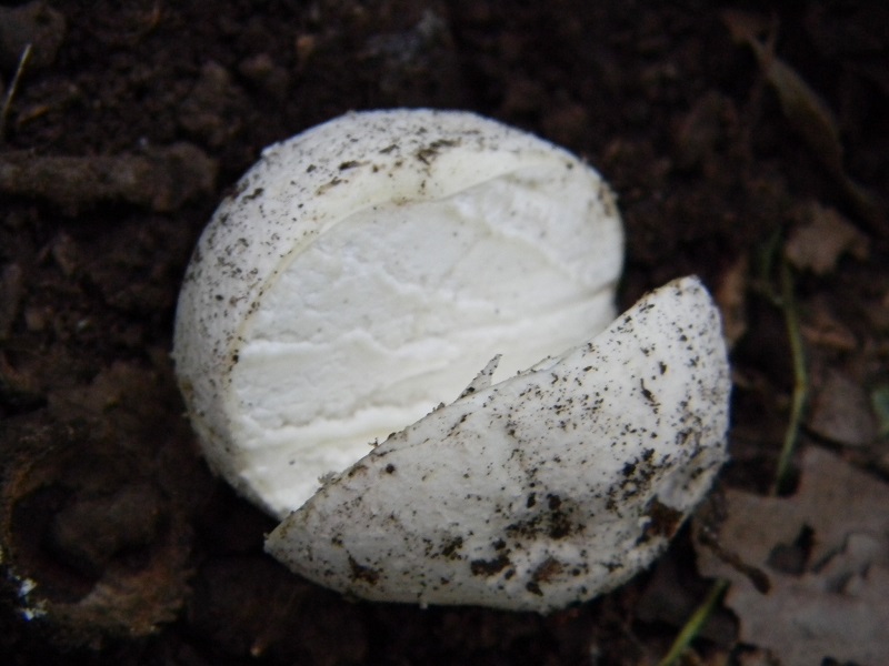 4) Fotogr. il 19.07.2013. sotto Quercia