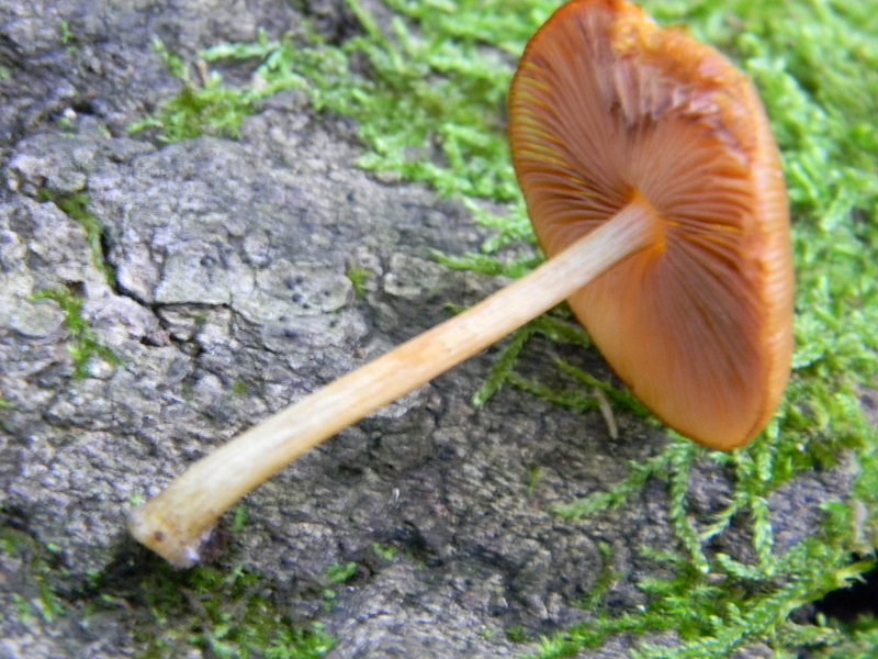 11) Fotogr. il 19.07.2013. sotto Quercia