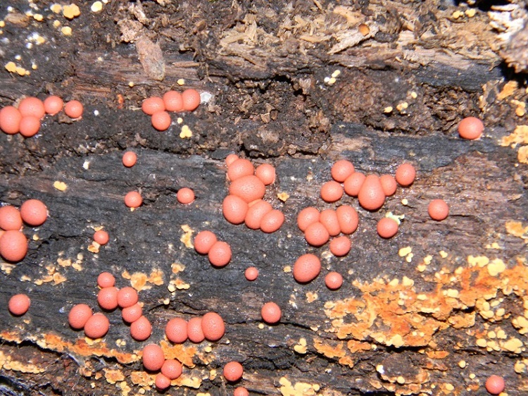 7) Fotogr. il 19.07.2013. sotto Quercia