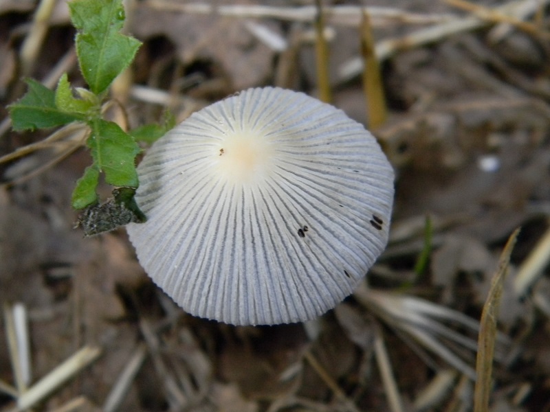 1) Fotogr. il 23.07.2013. sotto Quercia