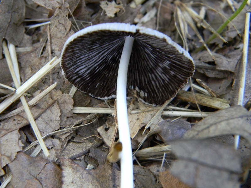 1) Fotogr. il 23.07.2013. sotto Quercia