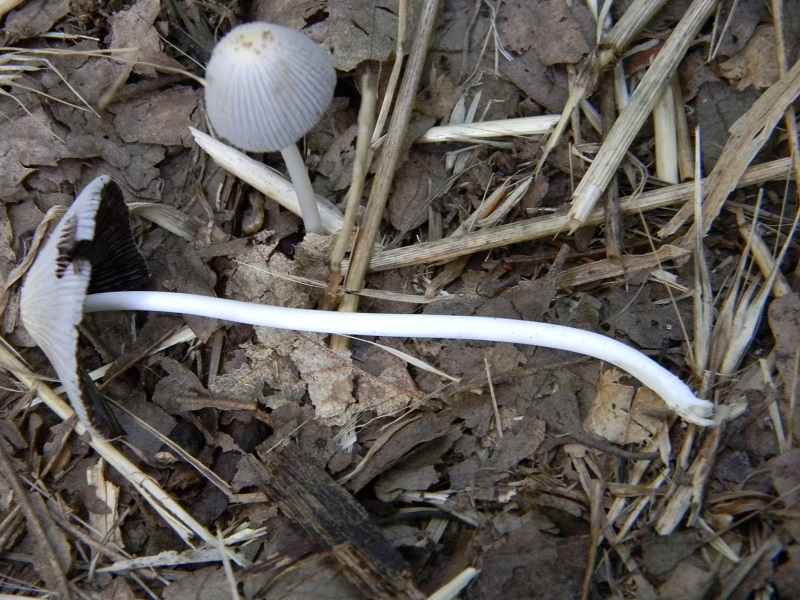 1) Fotogr. il 23.07.2013. sotto Quercia