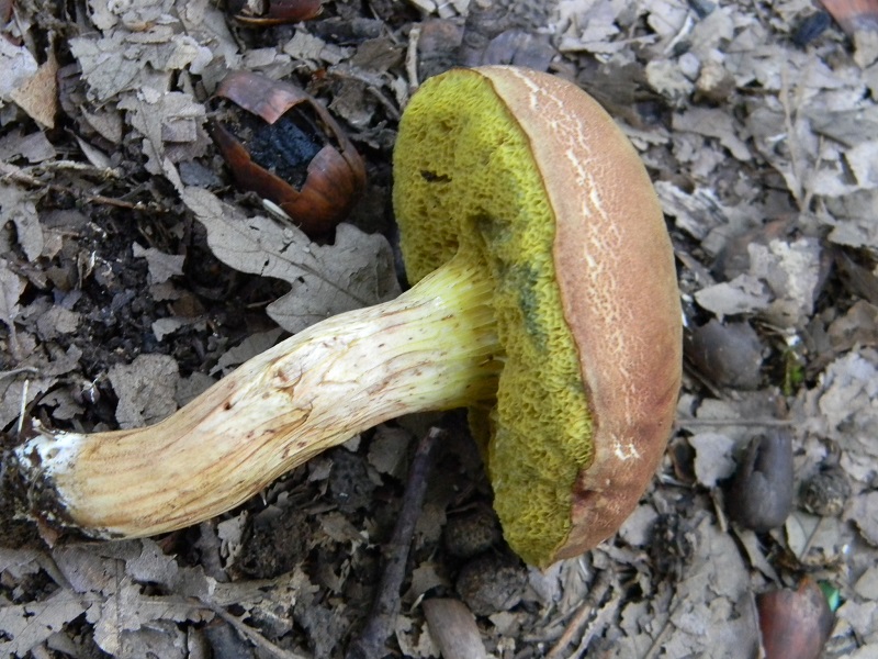 4) Fotogr. il 23.07.2013. sotto Quercia