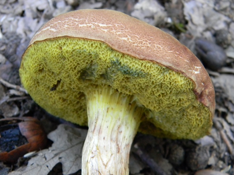 4) Fotogr. il 23.07.2013. sotto Quercia