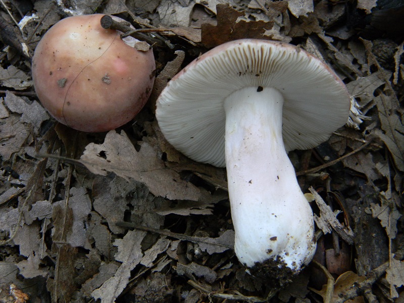 5) Fotogr. il 23.07.2013. sotto Quercia