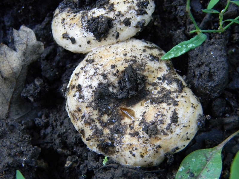 24) Fotogr. il 23.07.2013. sotto Quercia