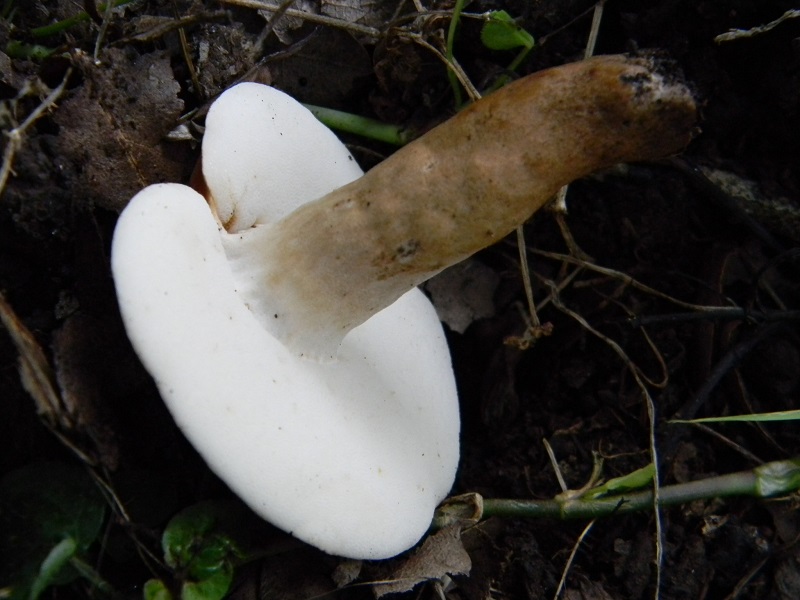 8) Fotogr. il 23.07.2013. sotto Quercia