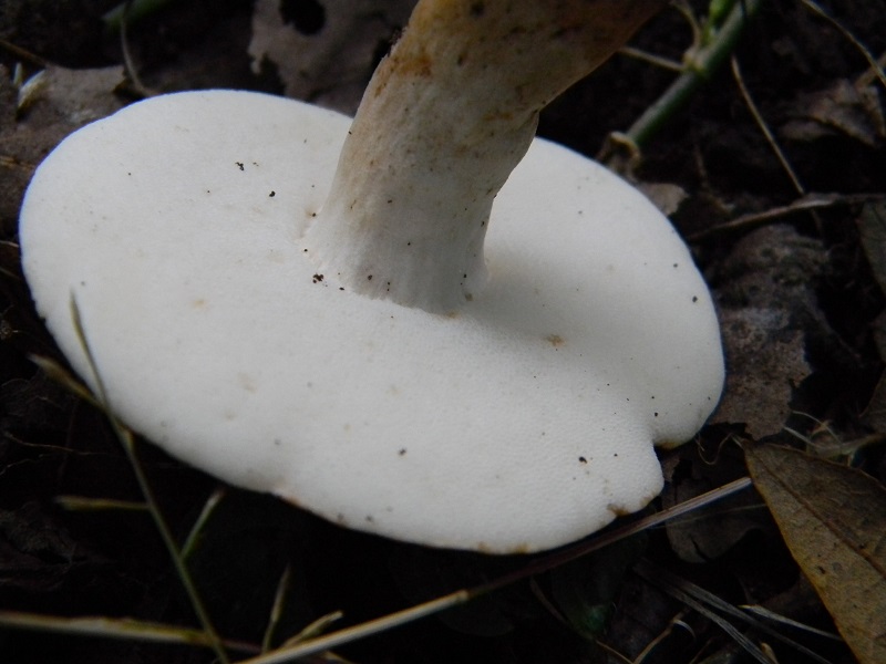 8) Fotogr. il 23.07.2013. sotto Quercia