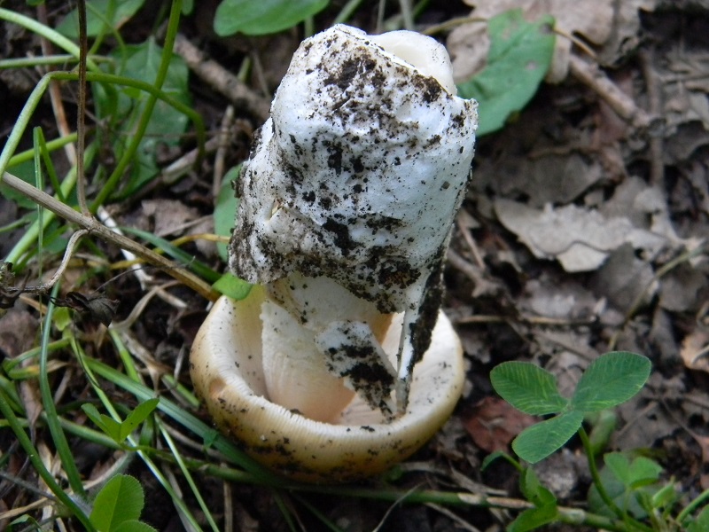 16) Fotogr. il 23.07.2013. sotto Quercia