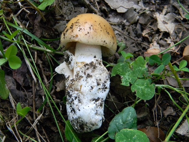 16) Fotogr. il 23.07.2013. sotto Quercia