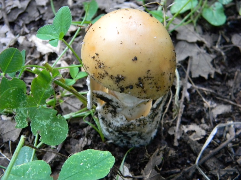 16) Fotogr. il 23.07.2013. sotto Quercia