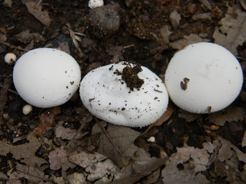 6) Fotogr.il 23.07.2013. sotto Quercia