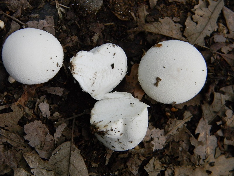 6) Fotogr.il 23.07.2013. sotto Quercia