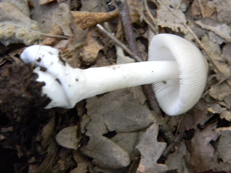 20) Fotogr. il 23.07.2013. sotto Querrcia