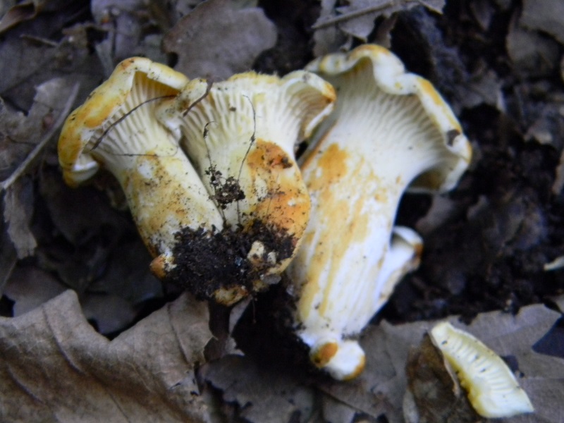 7) Fotogr. il 23.07.2013.sotto Quercia