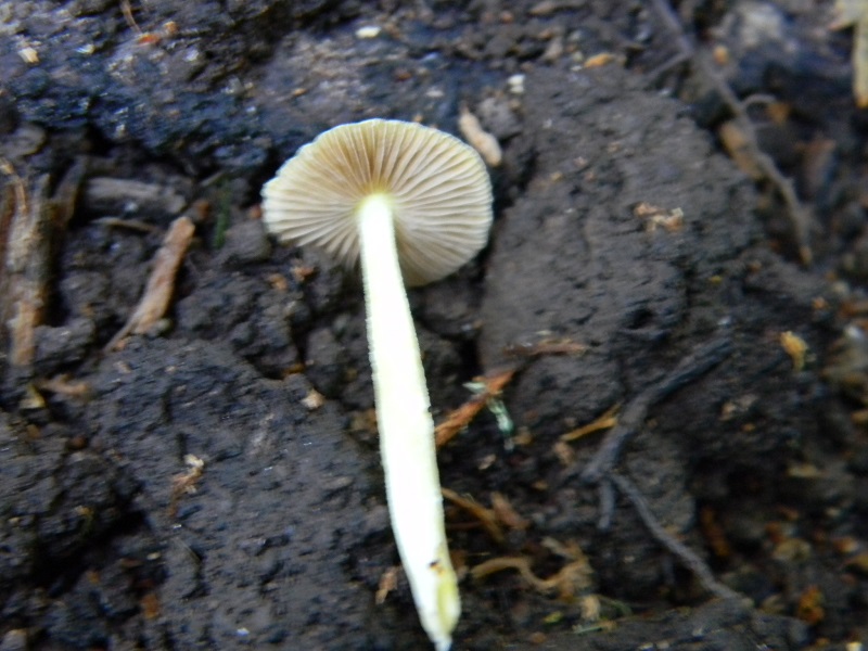 11) Fotogr. il 23.07.2013. sotto Quercia