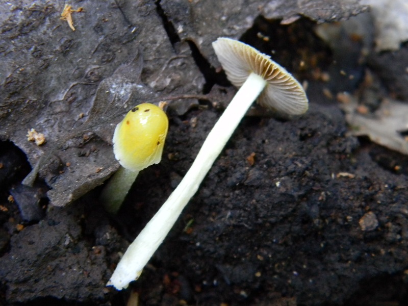 11) Fotogr. il 23.07.2013. sotto Quercia