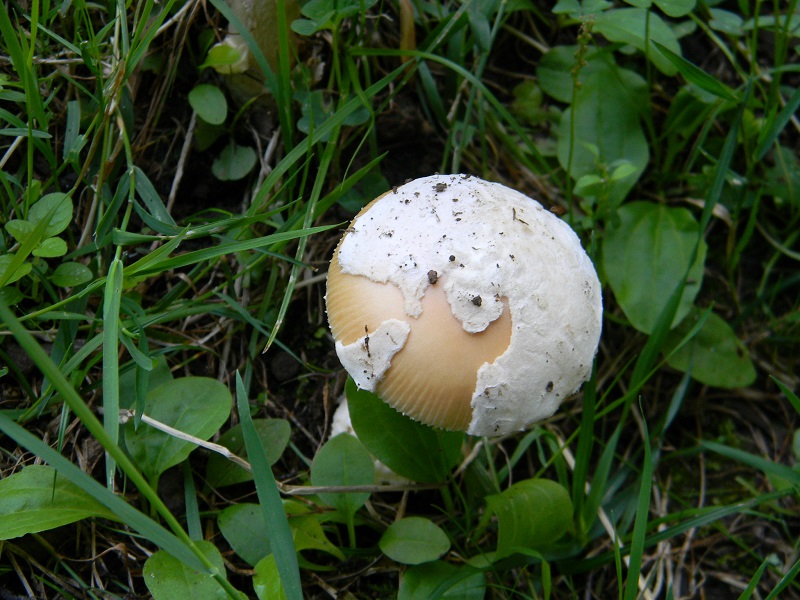 17) Fotogr. il 23.07.2013. sotto Quercia