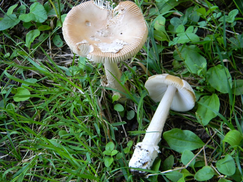 17) Fotogr. il 23.07.2013. sotto Quercia