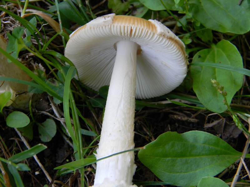 17) Fotogr. il 23.07.2013. sotto Quercia