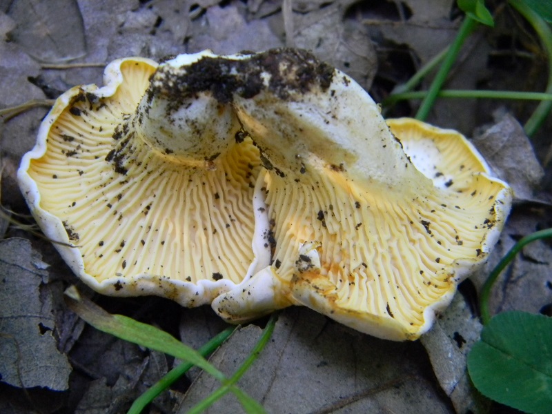 11) Fotogr. il 26.07.2013. sotto Quercia