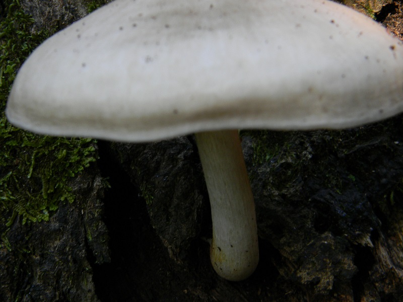 21) Fotogr. il 23.07.2013. sotto Quercia