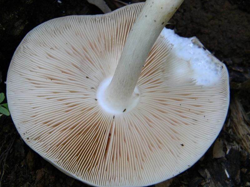 21) Fotogr. il 23.07.2013. sotto Quercia