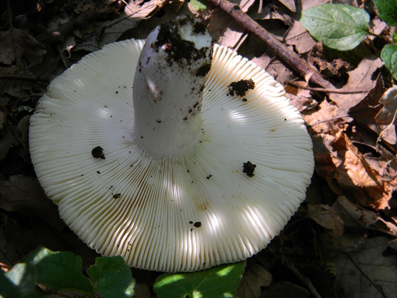 3) Fotogr. il 23.07.2013. sotto Quercia