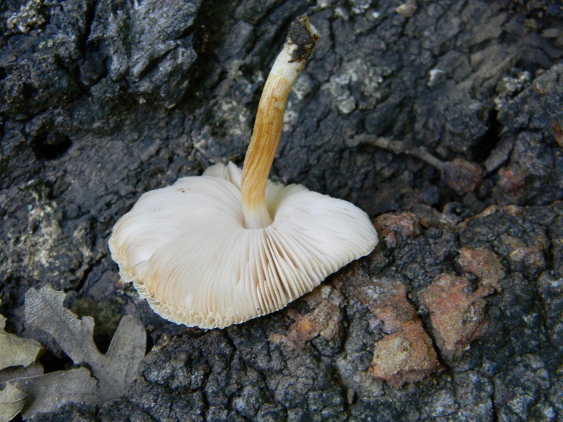 18) Fotogr.il 23.07.2013. sotto Quercia